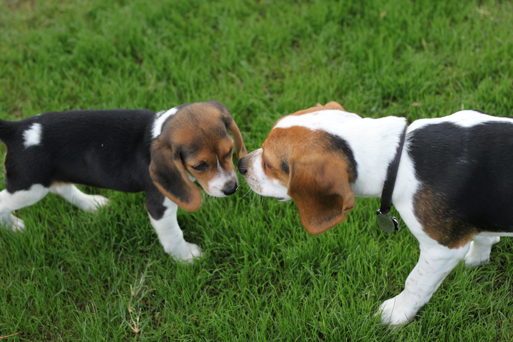 Toy Pocket Beagles – Wow Blog